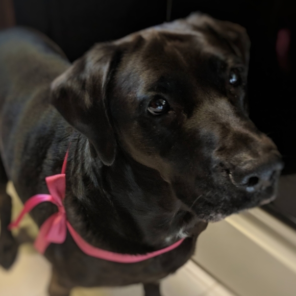 NWT J. CREW Striped Muscle Tank Pink and Navy - Picture 8 of 8